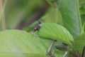 Close-up of insect on leaf Royalty Free Stock Photo
