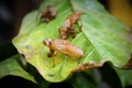 Close up of Insect molting cicada skin on green leaf