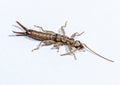 Close up of insect named Earwig