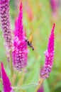Insect on pink flower Royalty Free Stock Photo
