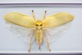 insect specimen Royalty Free Stock Photo