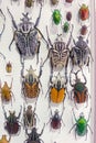 insect specimen Royalty Free Stock Photo