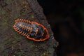 Close-Up of insect Trilobite Beetle a rare insect of Borneo