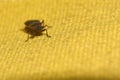 Close-up of insect on yellow and white surface Royalty Free Stock Photo