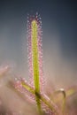 The insectivorous plant Drosera sundew