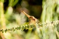 Close-up of insects dragonfly