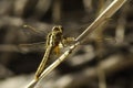 Close-up of insects dragonfly in wildlife