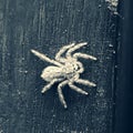 Close-up of insects young spider