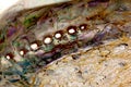 Close Up Of Inside of Abalone Shell Showing Mother-Of-Pearl