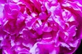 Close-up, inside of a double peony flower, Odessa botanical garden