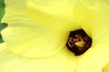 Close-up of the inside of an Okra flowe