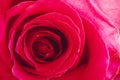 Close up of inside of pink rose Royalty Free Stock Photo