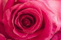 Close up of inside of pink rose Royalty Free Stock Photo
