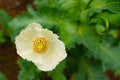 Close up inside poppy flower in white petal color yellow stamens Royalty Free Stock Photo