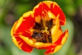 Close up of the inside of red tulip,macro photography Royalty Free Stock Photo