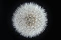 Close up Intact Dandelion (taraxacum officinale) white seed head in front of black background isolated photo. Royalty Free Stock Photo