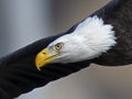 Close up of an Intense Bald Eagle in Flight