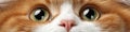 Close-Up of an Intense Emerald-Eyed Red Tabby Cat with Striking Ginger and White Fur Patterns Royalty Free Stock Photo