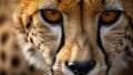 Close Up Intense Gaze of a Cheetah Face Wildlife Documentary Shot Royalty Free Stock Photo