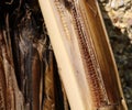 Close up of interior of banana tree trunk showing fibre and detail Royalty Free Stock Photo