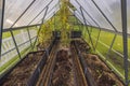 Close up of interior of greenhouse with withered tomato bushes preparing for winter season.