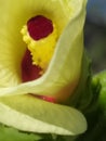 A close up of the interior of a Okra flower. Detalle del interior de una flor de molondrÃÂ³n