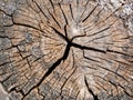 Closeup of the center of a cut log Royalty Free Stock Photo