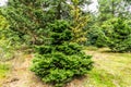 Close up of a Intermedia Hinoki cypress, Chamaecyparis obtusa Intermedia,