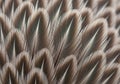 Close-up of intricate bird feathers displaying a pattern of Royalty Free Stock Photo