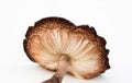 Underside Ruffled Gills of Mushroom Cap, Close up