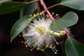 close-up of the intricate, delicate petals and leaves of eucalyptus flowers
