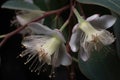 close-up of the intricate, delicate petals and leaves of eucalyptus flowers