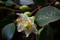 close-up of the intricate, delicate petals and leaves of eucalyptus flowers