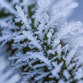 Close up of intricate ice crystals forming on a surface possibly a leaf Royalty Free Stock Photo
