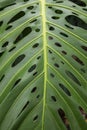 Close-up of intricate oval perforations of a monstera leaf, a lush green tropical plant also known as Swiss cheese