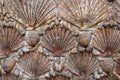 Close-up of an intricate pattern of seashells arranged in a decorative design