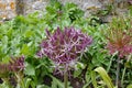 Close up of intricate purple allium flower