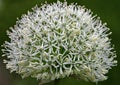 Close up of intricate white allium flower