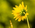 Close up involucral bract of Sunflowers Helianthus annuus on a stem with a bumblebee Royalty Free Stock Photo