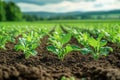 a close up of IoT soil sensors placed in a crop field Royalty Free Stock Photo