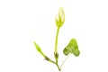 Close up Ipomoea alba on white background.Saved with clipping path