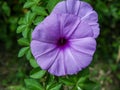 close up of ipomoea cairica flowers Royalty Free Stock Photo