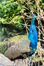 Close up of an iridescent blue peacock