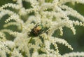 Close up of an iridescent Rose Chafer beetle, Cetonia aurata, on the off-white / cream flowers of Astilbe `Deutschland`.