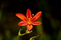 Close-up of Iris domestica - flower head Royalty Free Stock Photo