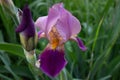 Close-up of an iris flower on background of green leaves and flower beds