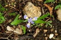 Close-up of an iris flower blooming in a garden bed of rocks and grass Royalty Free Stock Photo