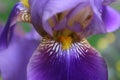 Close up - Iris flower in full bloom Royalty Free Stock Photo