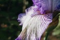 Close-up of iris germanica on blurred green natural backdrop. Violet - white flower growing in garden. spring mood Royalty Free Stock Photo