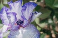 Close-up of iris germanica on blurred green natural backdrop. Violet - white flower growing in garden. spring mood Royalty Free Stock Photo